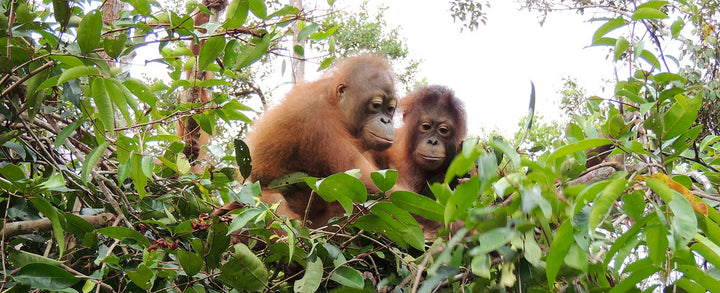 For the Love of Orangutans