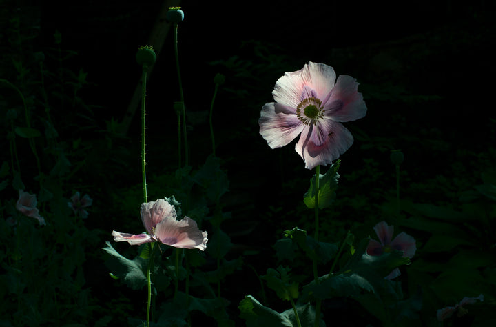 files/glimmer-of-sun-through-flower-petals.jpg